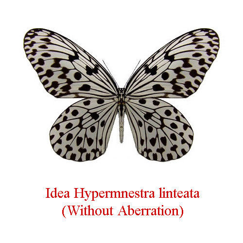 Idea hypermnestra linteata (normal, malaysia) (Internet Image property of respective owner, non-commercial use only)